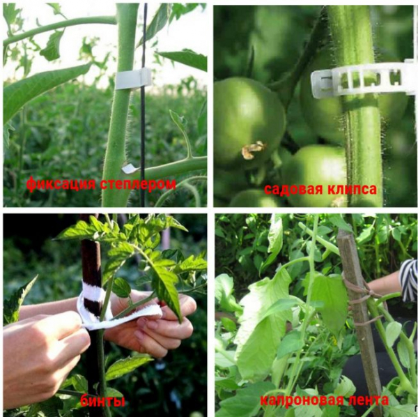 [Инструкция] Как подвязывать помидоры: описание, способы подвязки для открытого грунта и теплицы | (Фото & Видео)